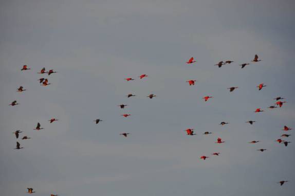Guarás chegam às centenas, no fim da tarde, ao dormitório no pântano/mangue de Caroni, próximo à Port of Spain, em Trinidad e Tobago